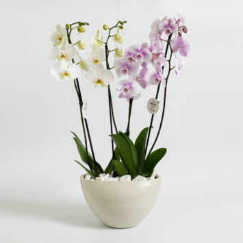 Double Orchid