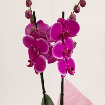 Unique Orchid